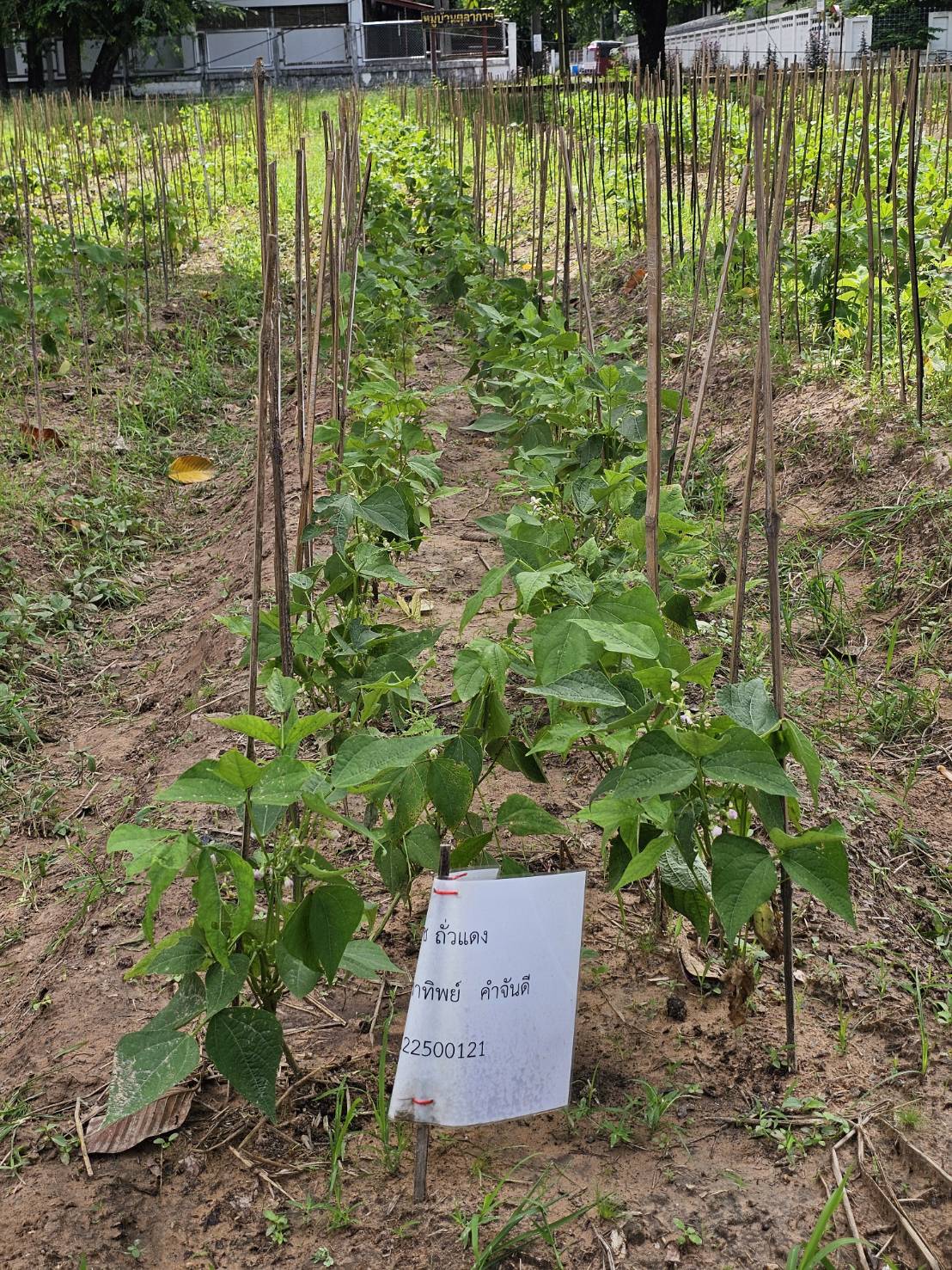 image14